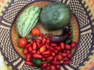 vegetables harvested