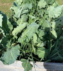 kale growing in Paula's garden