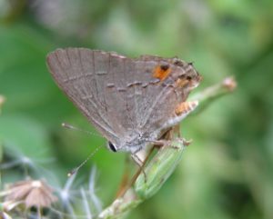 male hairstreak butterfly on leaf