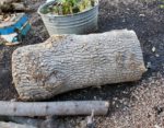 log and branch lying on ground