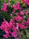 pink coral vine blossoms