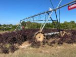 irrigation in cotton