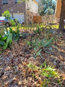 yard showing leaves and stems left for overwintering insects