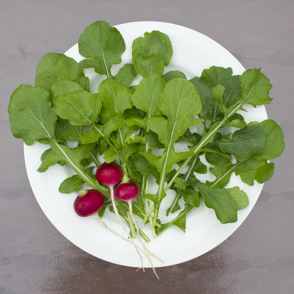 plate of arugula and radish - two things that should be on your February vegetable garden checklist