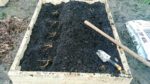 "Starting to fill the dirt back over the asparagus crowns" by osiristhe is licensed under CC BY-ND 2.0. To view a copy of this license, visit https://creativecommons.org/licenses/by-nd/2.0/?ref=openverse. asparagus crowns in trench ready to be covered