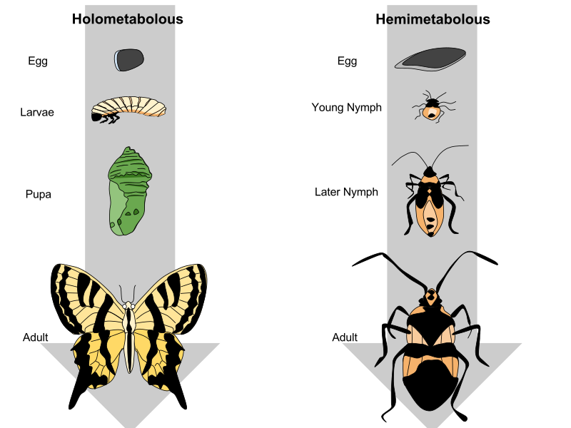 Insect Life Cycles by Wizzie Brown