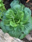 Leafy Asian Cabbage