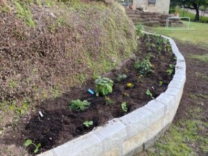 Photo by Paula Wolfel New transplants in the March vegetable garden.