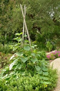 Photo by Patty Leander beans growing on a bamboo teepee