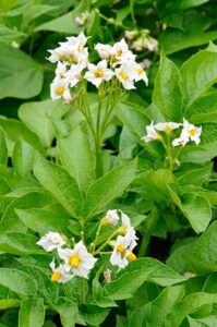 white blossoms on potato plants