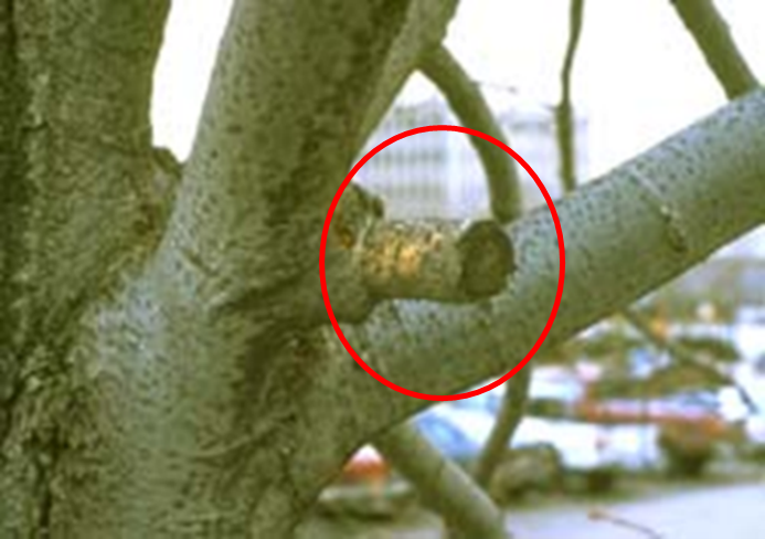 tree branch with an exposed stub