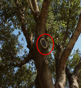 tree with two properly pruned and healed branches