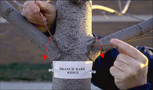 branch bark ridge identified