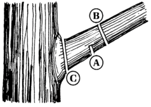 Illustration showing three cuts for pruning heavy branches