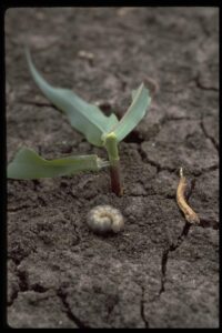 granulate cutworm damage