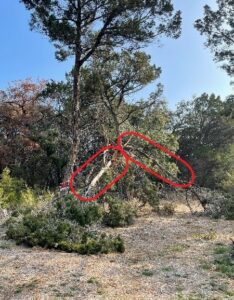 tree damage from storm