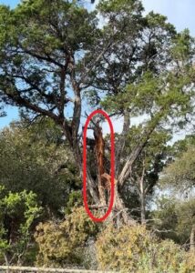 tree showing one of the trunks stripped