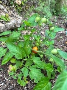 green tomato plant with ripening fruit