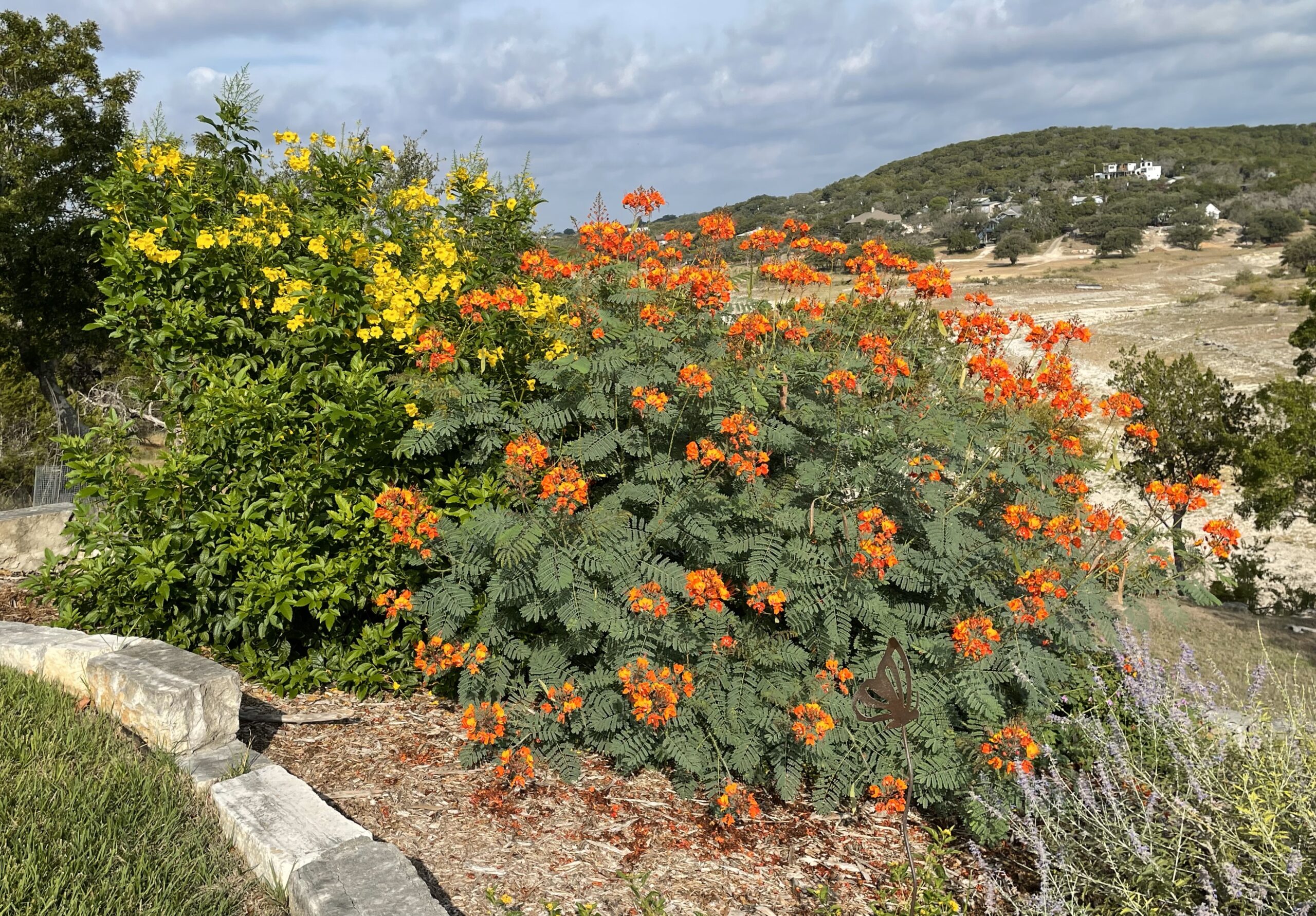 Fully flowering Pride of Barbados shrub