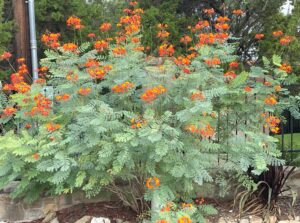 Pride of Barbados orange flowers and compound leaves