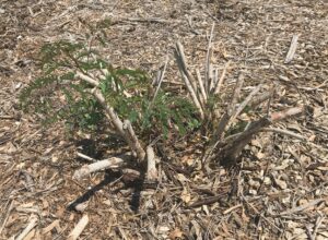 Pride of Barbados plant barely starting to emerge from dormancy