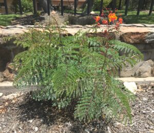 Pride of Barbados plant with orange blooms in full foliage
