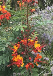 Orange and red flowers of Pride of Barbados plant