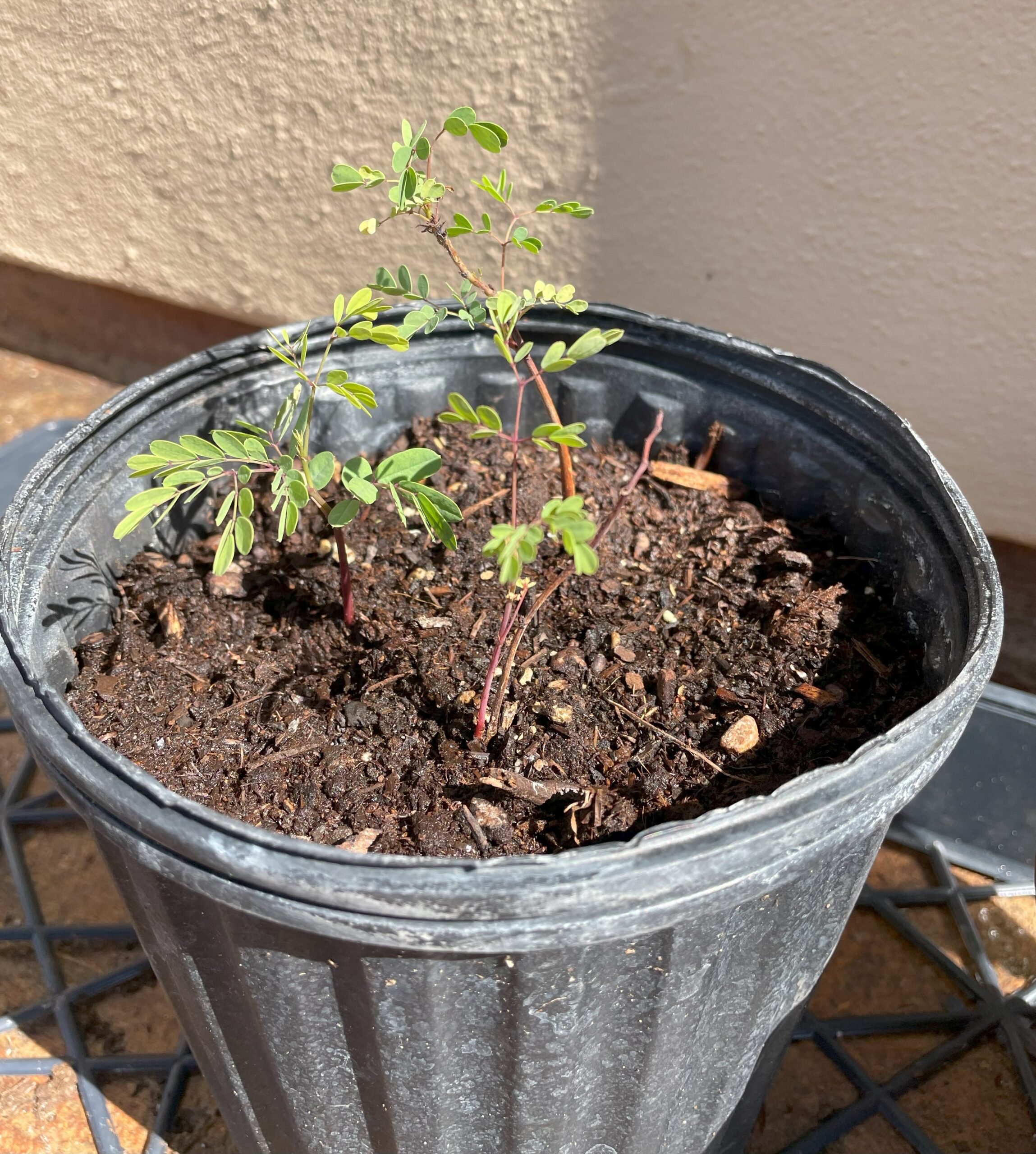 Small plant emerging from potting soil