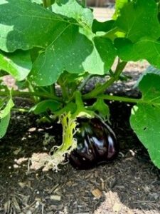 eggplant sitting on ground ready to pick