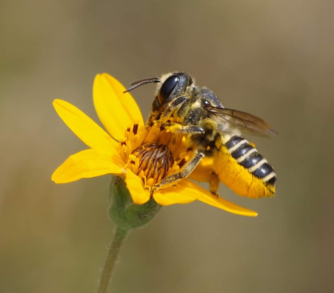 native bee on flower