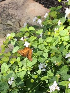 butterfly visiting the white flower of trailing lantana