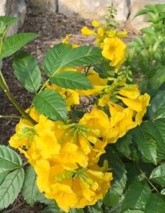 yellow trumpet shaped flowers