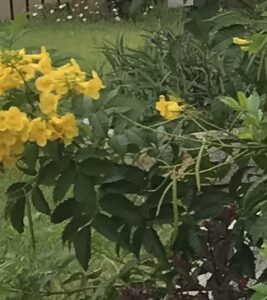 Green seed pods and yellow flowers on plant