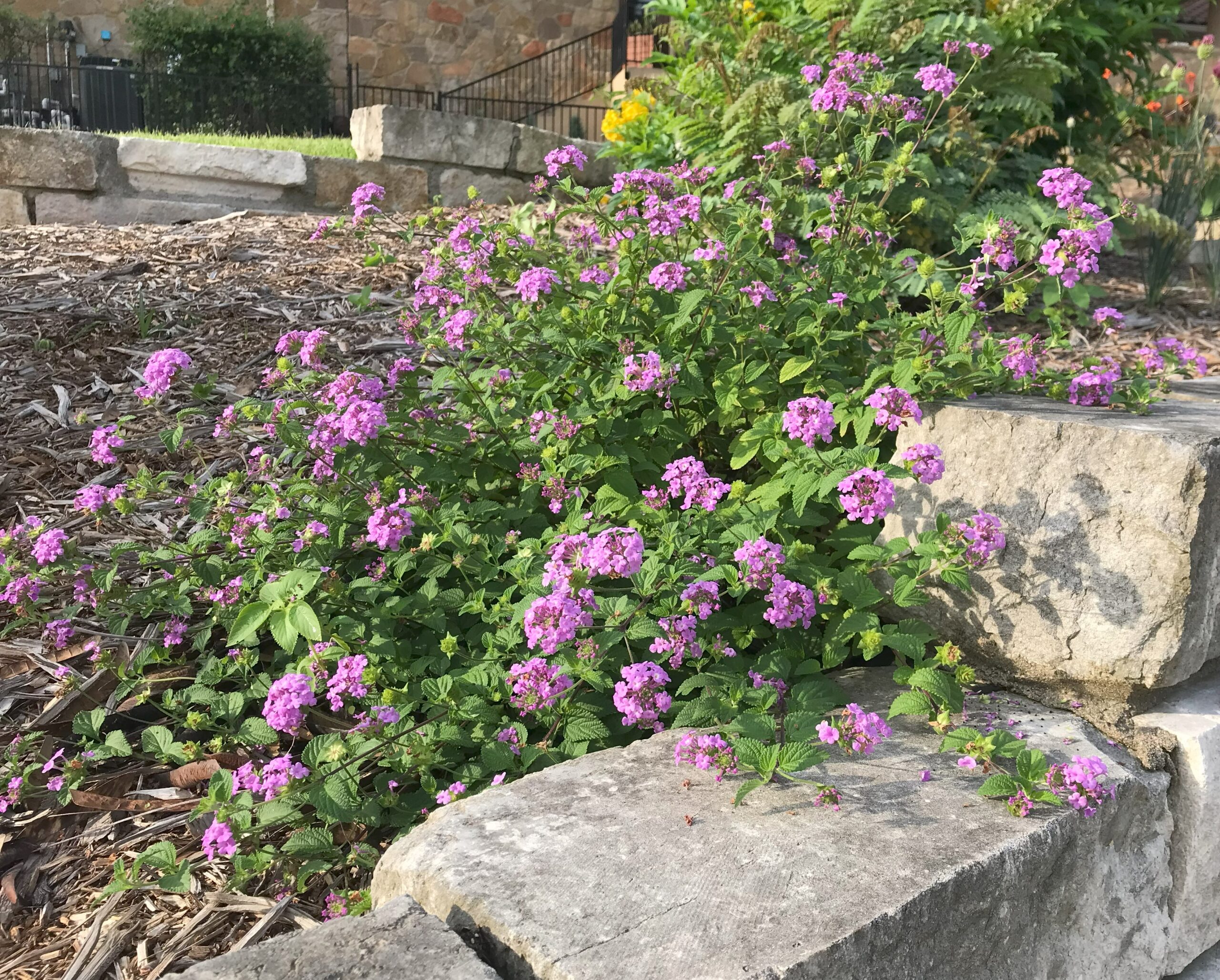 Purple lantana on sale