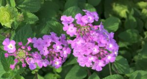 Trailing lantana purple flower close up