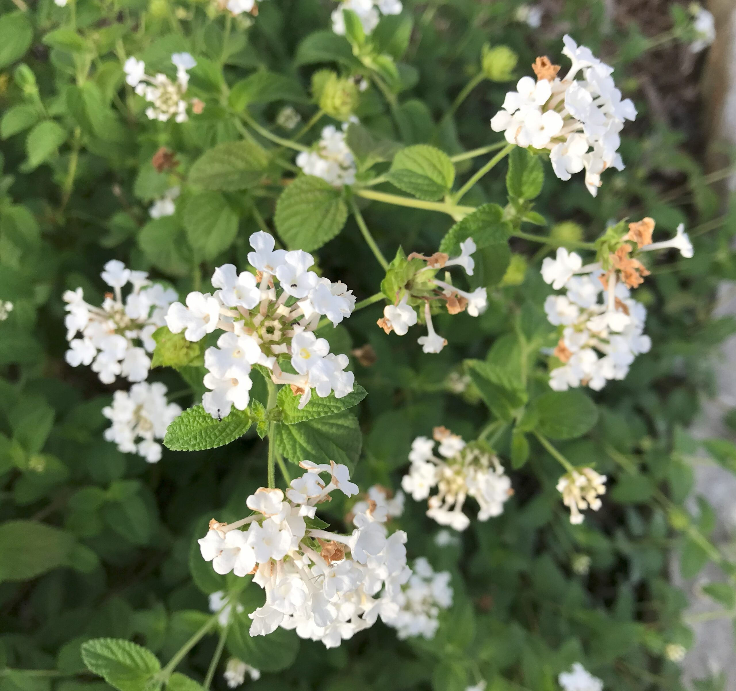 Lantana White Flower - Urban Programs Travis County