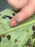 striped worm on a finger