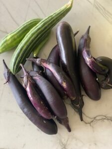 Purple eggplant harvested in the September vegetable garden