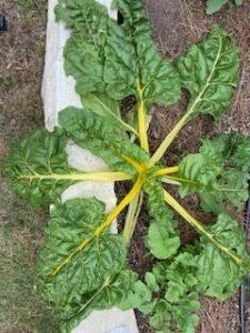 green leaves yellow stems of swiss chard