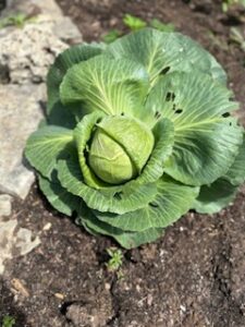 cabbage growing in the September vegetable garden