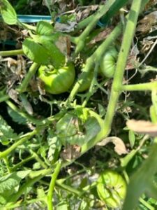 green tomatoes on the vine