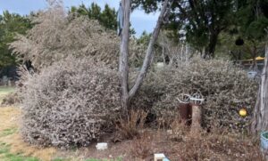 tree limbs on the ground from freeze damage