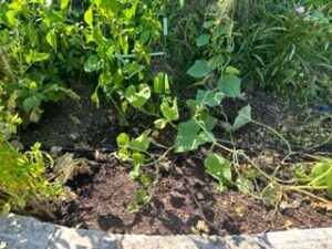 Leafy plants with open spaces in the August vegetable garden