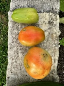 green, orange, and mottled orange tomatoes