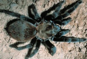 black tarantula spider