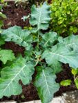 Broccoli plant that should be planted as part of your December vegetable garden checklist
