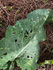 Green plant showing insect damage, learn how to treat in the December Vegetable Gardening Checklist