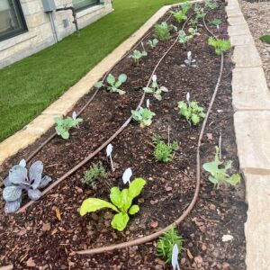 Garden bed with brassica plants