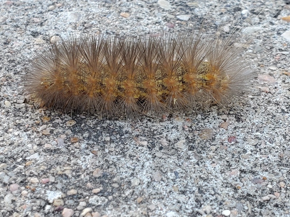 Saltmarsh Caterpillars - Urban Programs Travis County