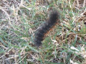 fuzzy woollybear caterpillar of the Tiger Moth
